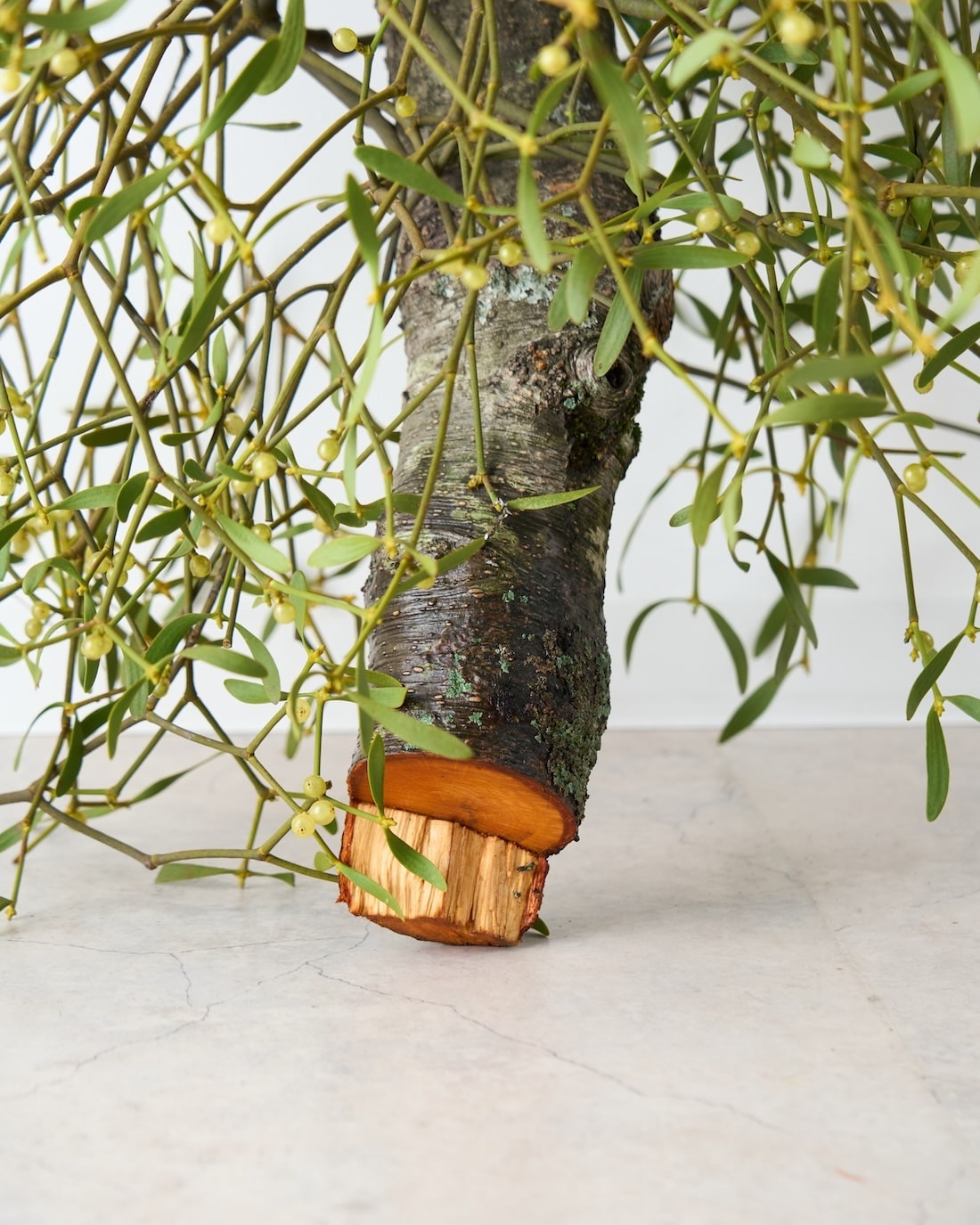 ［BIGボタニカル］ヤドリギ（フレッシュ〜ドライのお届け）