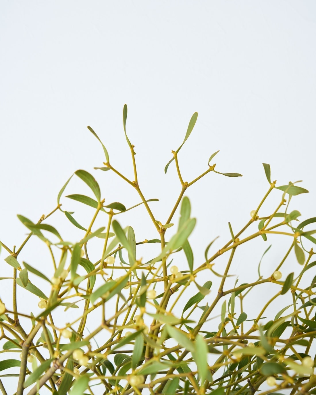 ［BIGボタニカル］ヤドリギ（フレッシュ〜ドライのお届け）