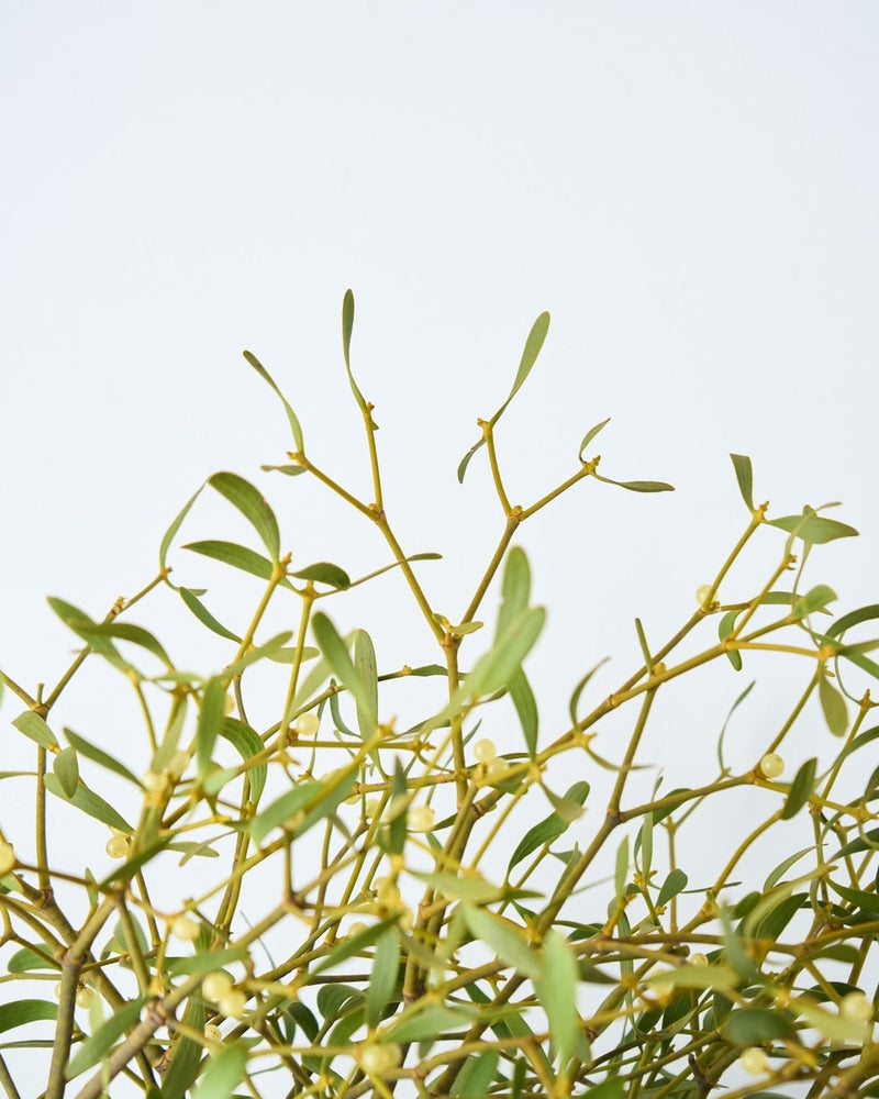 クリスマスを彩る、愛の言い伝え