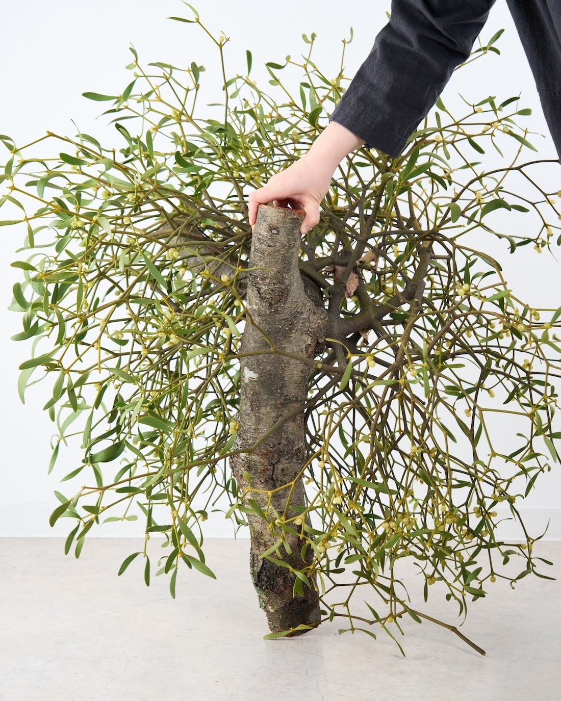 ［BIGボタニカル］ヤドリギ（フレッシュ〜ドライのお届け）