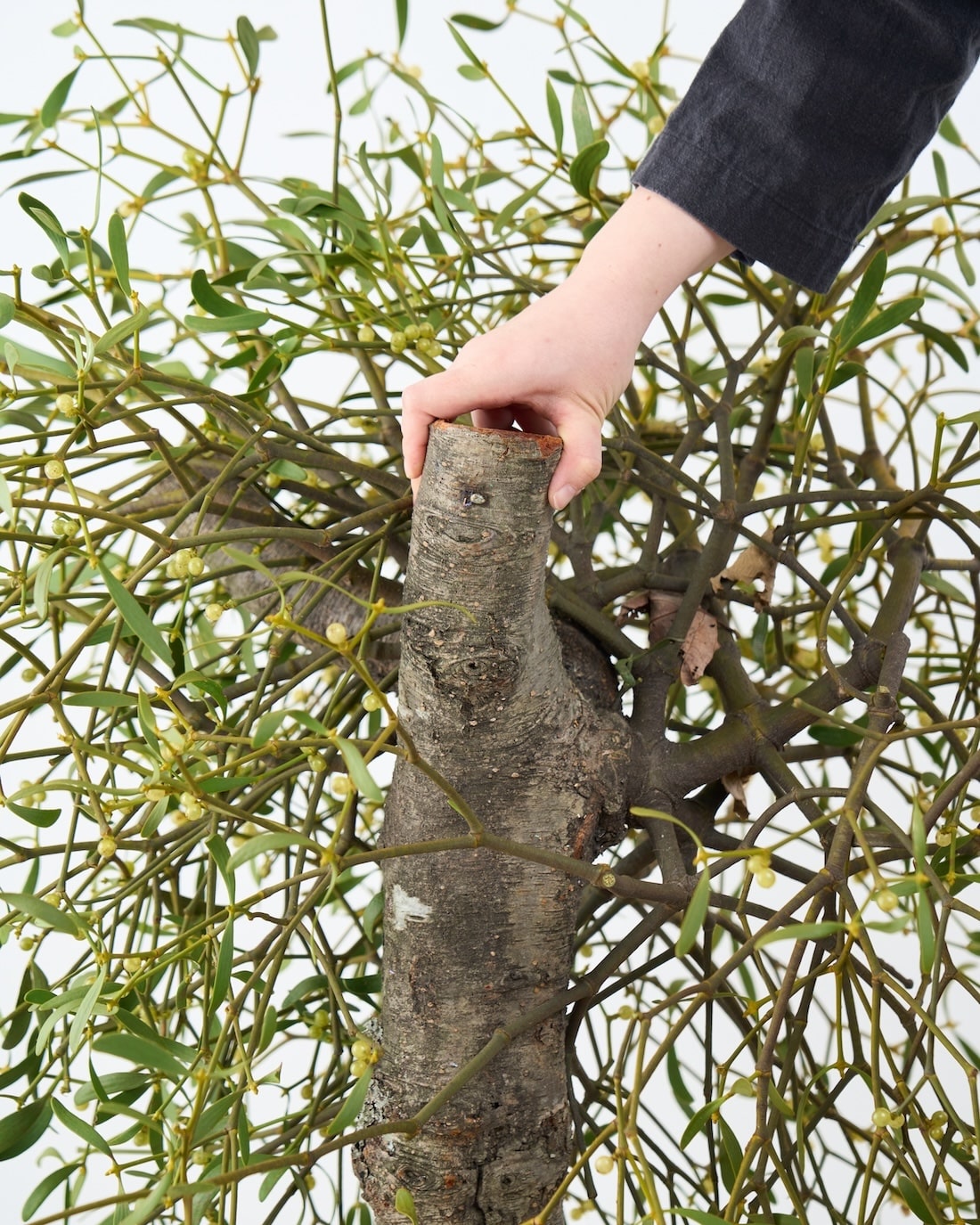 ［BIGボタニカル］ヤドリギ（フレッシュ〜ドライのお届け）