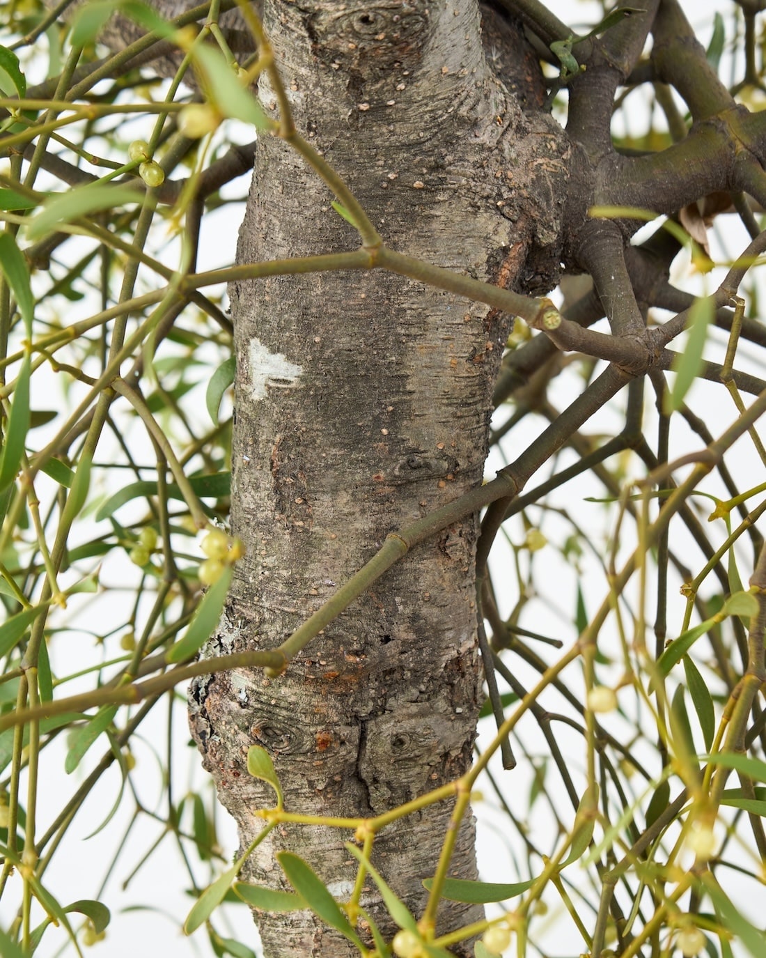 ［BIGボタニカル］ヤドリギ（フレッシュ〜ドライのお届け）