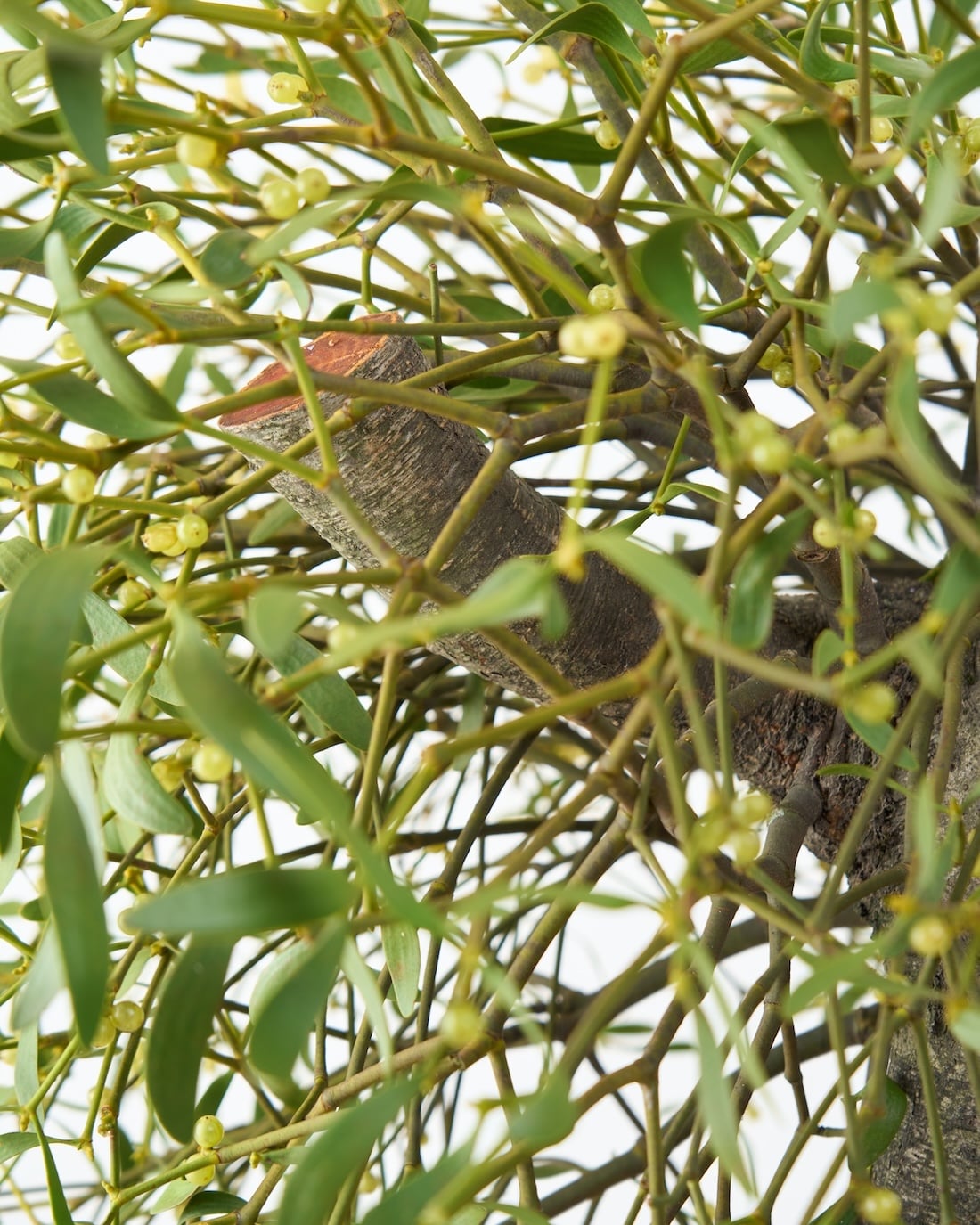 ［BIGボタニカル］ヤドリギ（フレッシュ〜ドライのお届け）