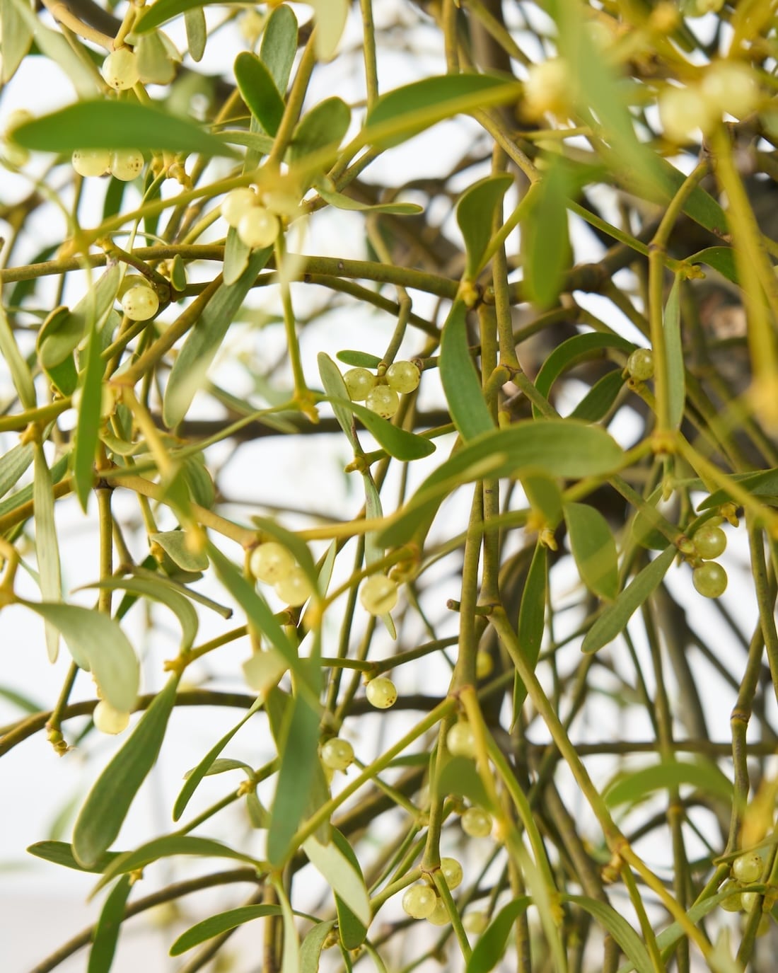 ［BIGボタニカル］ヤドリギ（フレッシュ〜ドライのお届け）