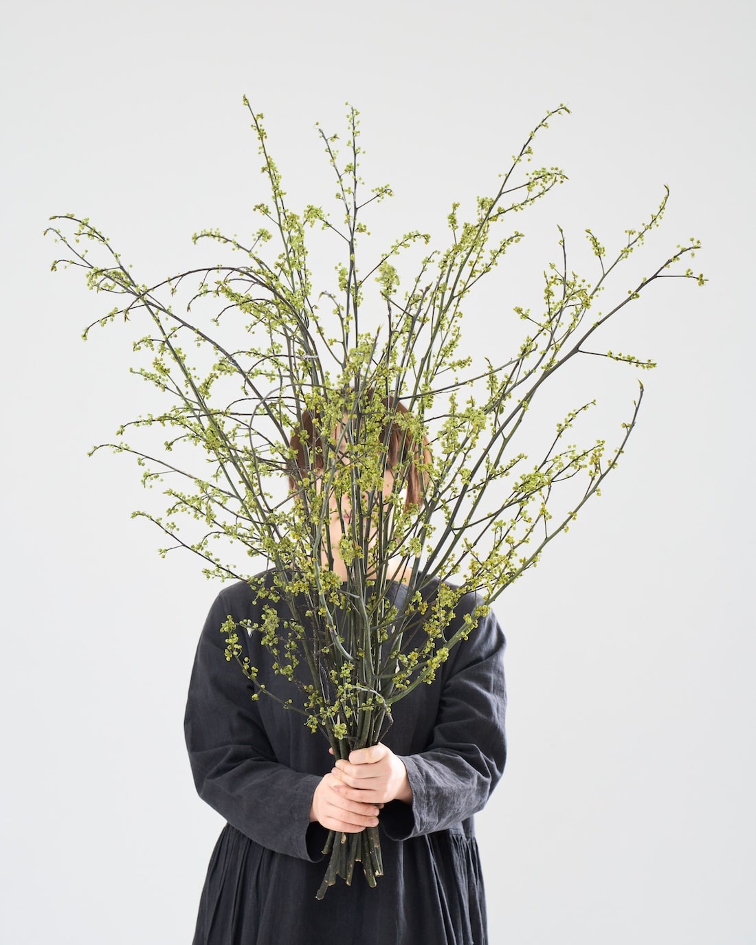 ［BIGボタニカル｜ドライ］アオモジ