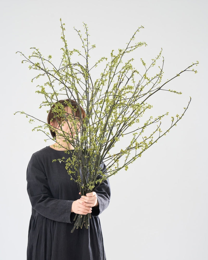 BIGボタニカルをお届けする理由