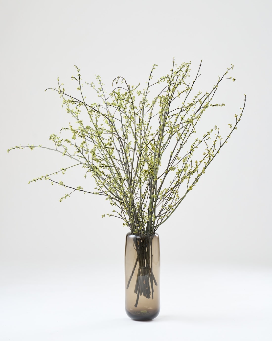 ［BIGボタニカル｜ドライ］アオモジ