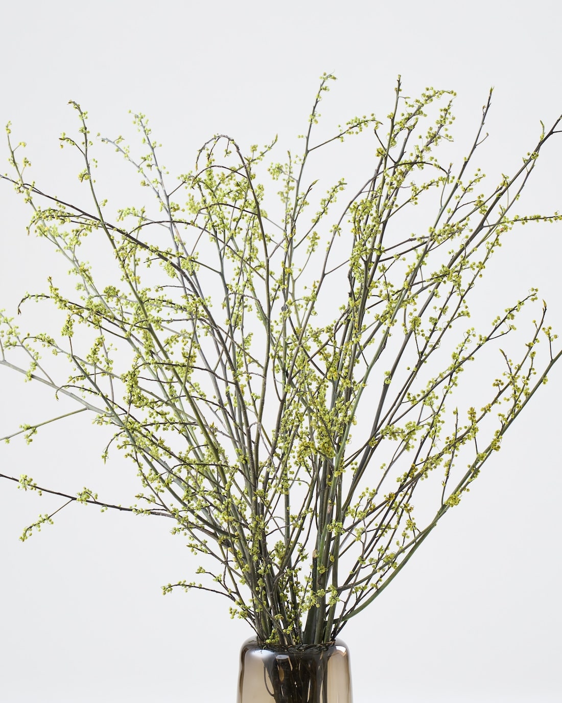 ［BIGボタニカル｜ドライ］アオモジ