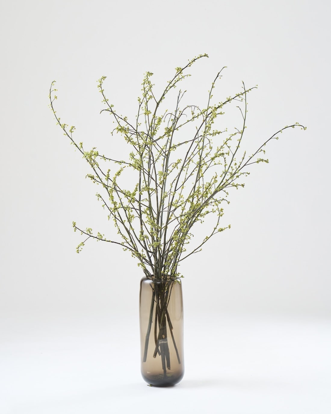 ［BIGボタニカル｜ドライ］アオモジ