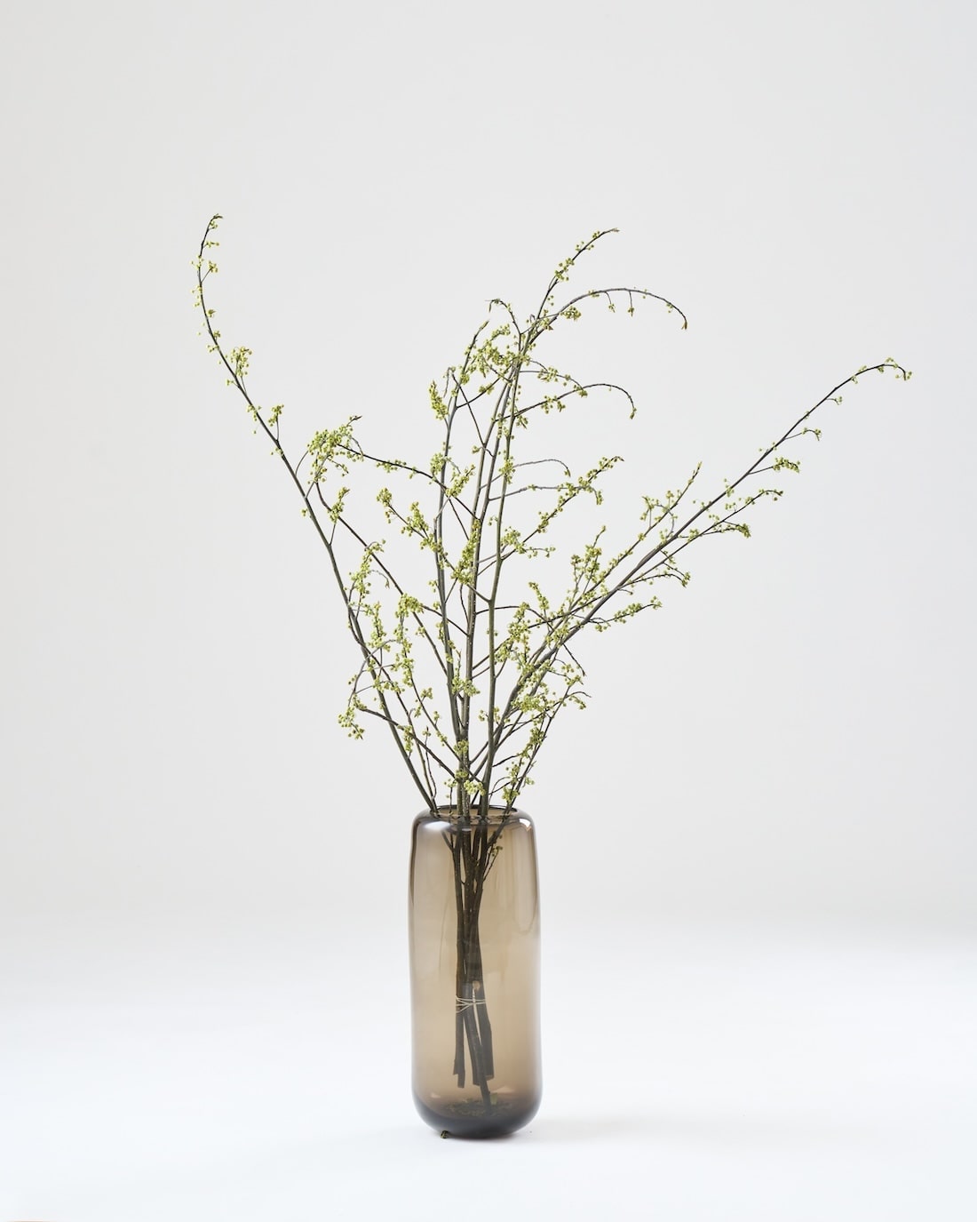 BIGボタニカル｜ドライ］アオモジ 商品ページ - 土と風の植物園