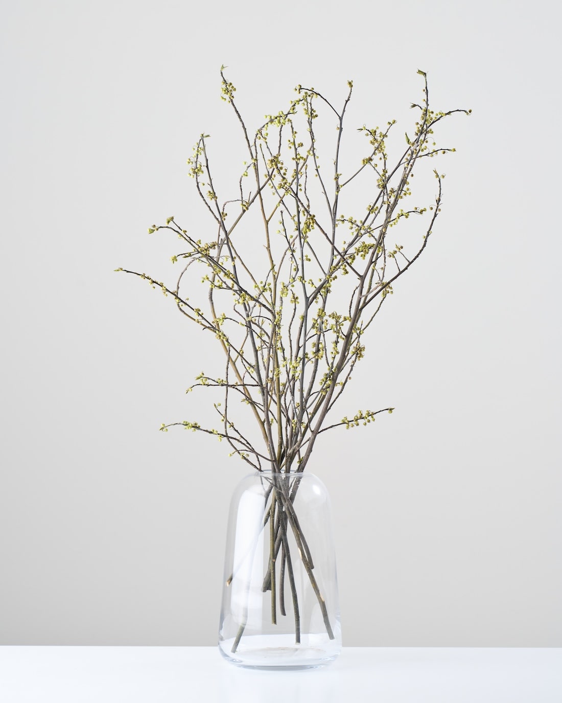 ［ドライフラワー］アオモジ（再入荷予定あり）