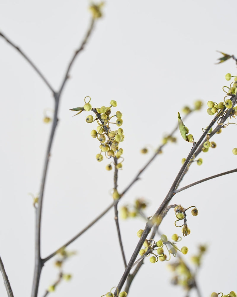 やわらかな佇まいの、春の枝もの