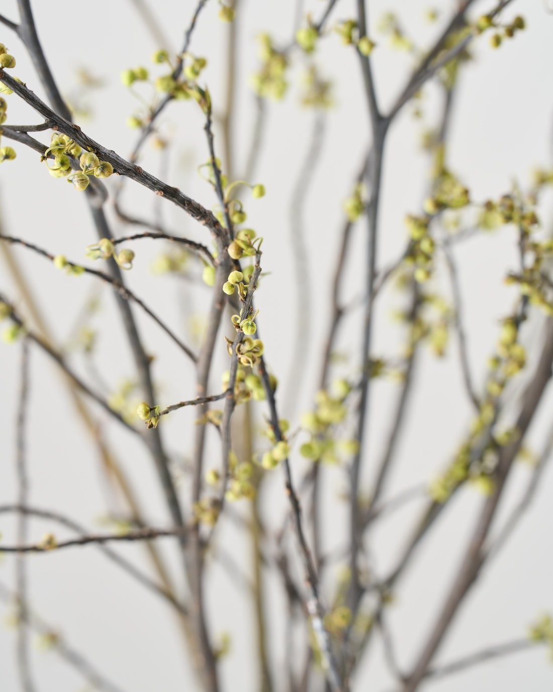 ［BIGボタニカル｜ドライ］アオモジ