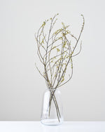 ［ドライフラワー］アオモジ（再入荷予定あり）