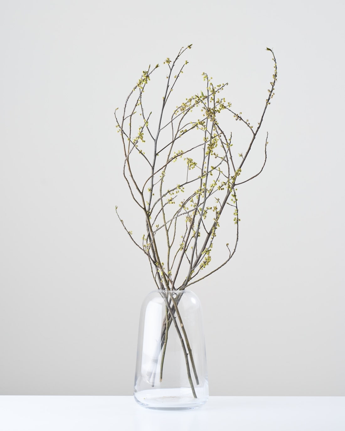 ［ドライフラワー］アオモジ（再入荷予定あり）