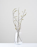 ［ドライフラワー］アオモジ（再入荷予定あり）