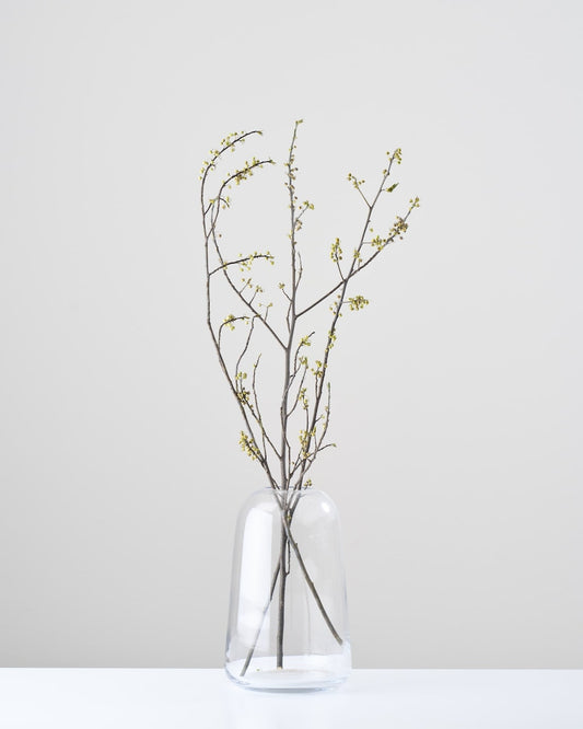 ［ドライフラワー］アオモジ（再入荷予定あり）