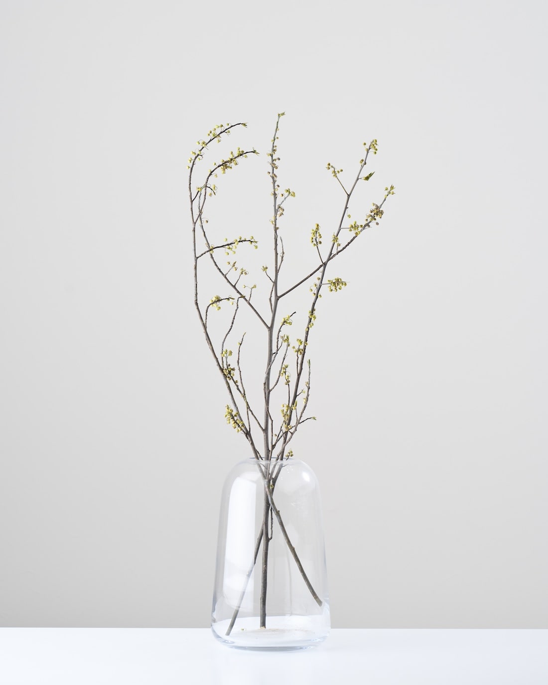 ［ドライフラワー］アオモジ（再入荷予定あり）