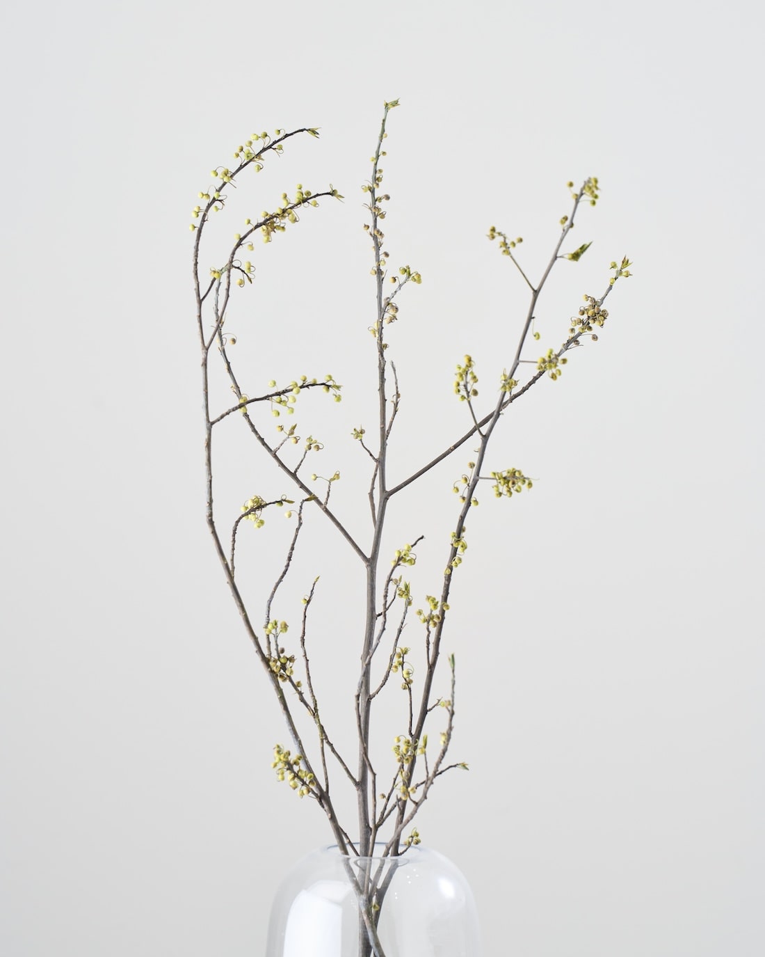 新着・再入荷 – 土と風の植物園