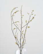 ［ドライフラワー］アオモジ（再入荷予定あり）