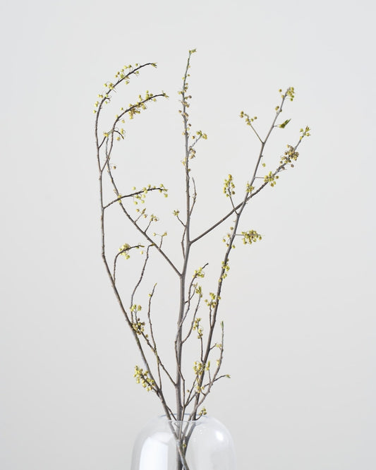 ［ドライフラワー］アオモジ（再入荷予定あり）