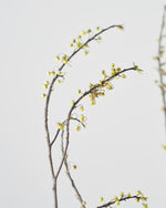 ［ドライフラワー］アオモジ（再入荷予定あり）