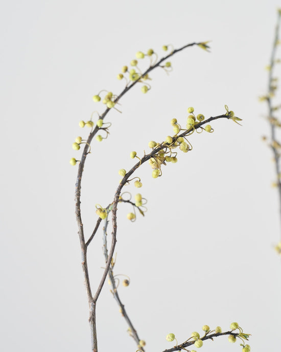 ［BIGボタニカル｜ドライ］アオモジ