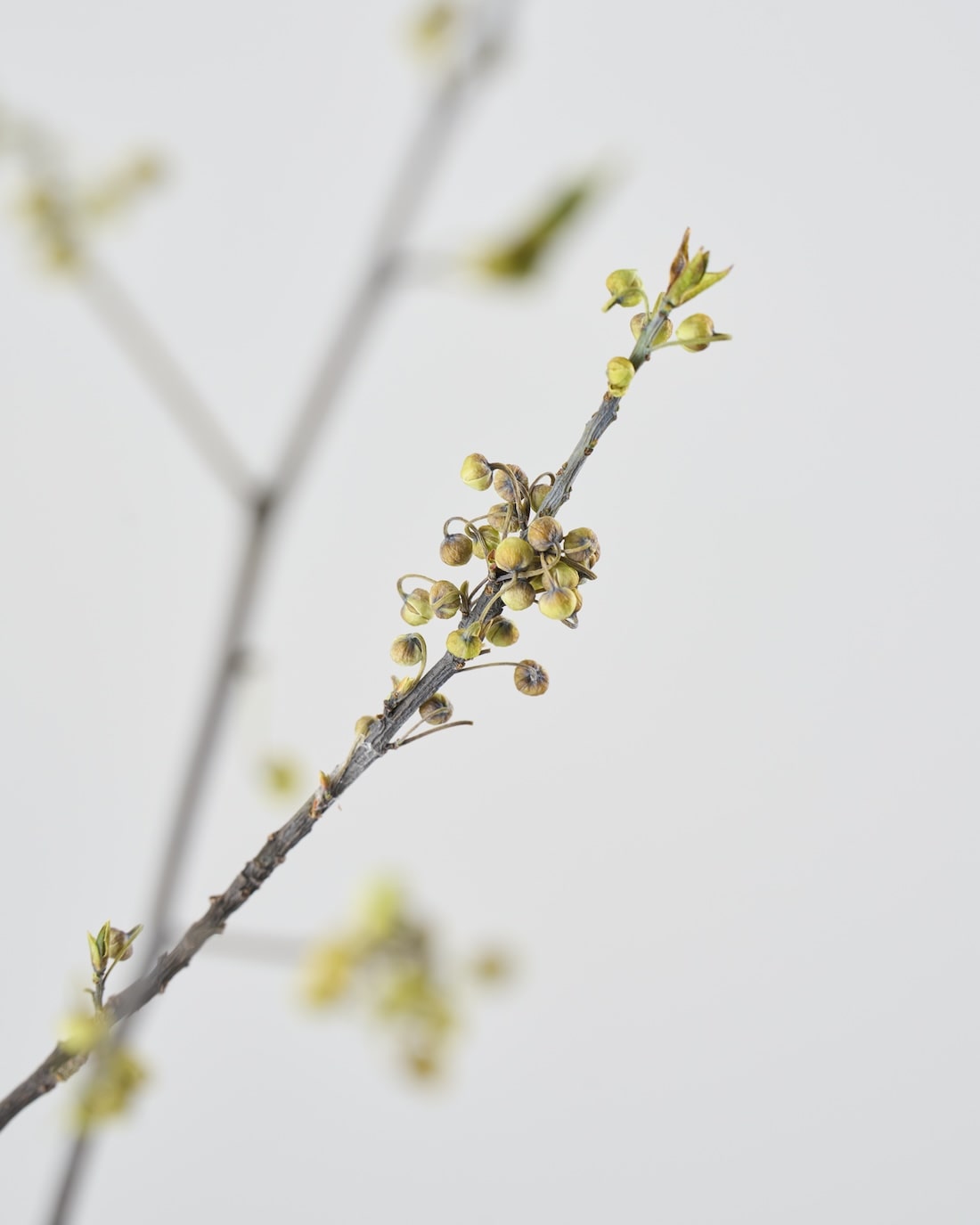 ［BIGボタニカル｜ドライ］アオモジ