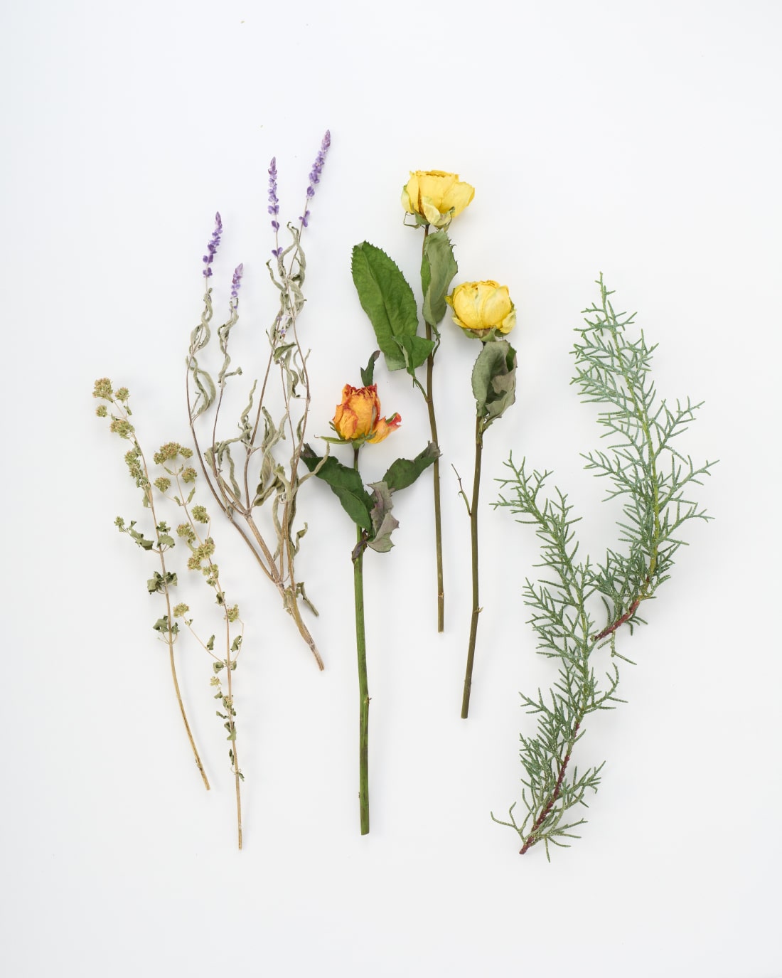 ドライフラワー］野ばらの実 ショート商品ページ - 土と風の植物園