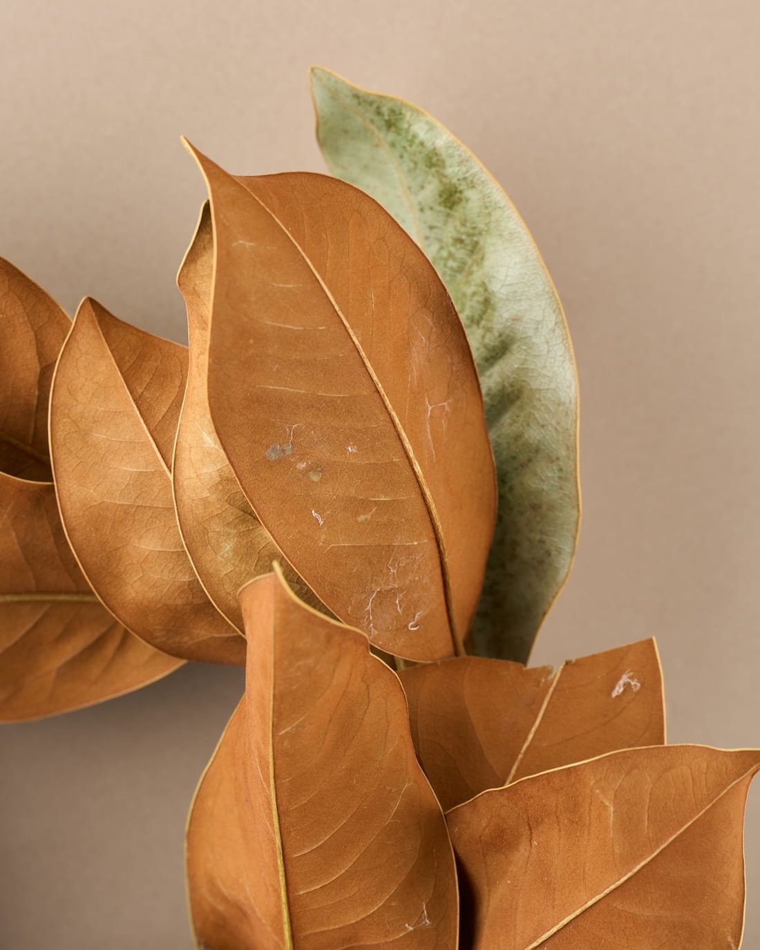 風招き＞マグノリアのリース- 土と風の植物園