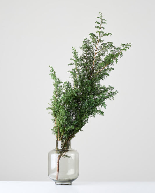 ［ドライフラワー］サツマ杉