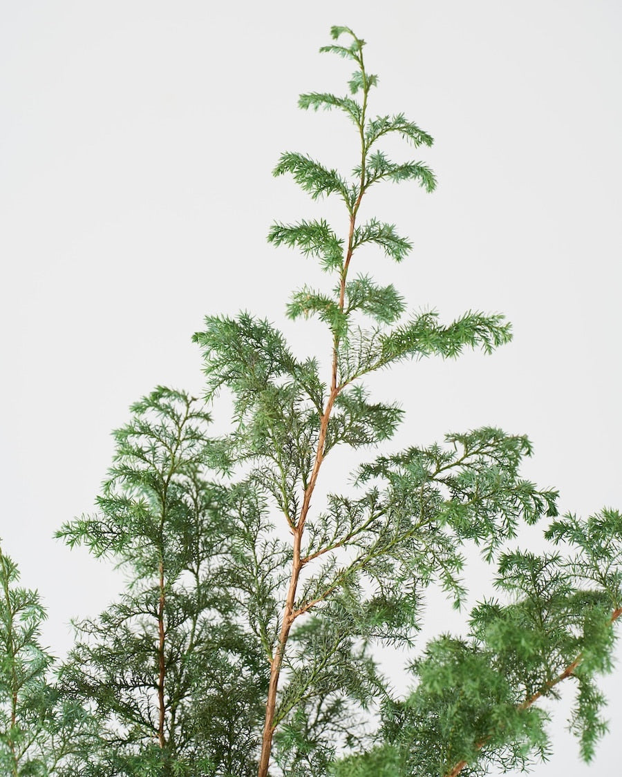 ドライフラワー］サツマ杉 商品ページ - 土と風の植物園