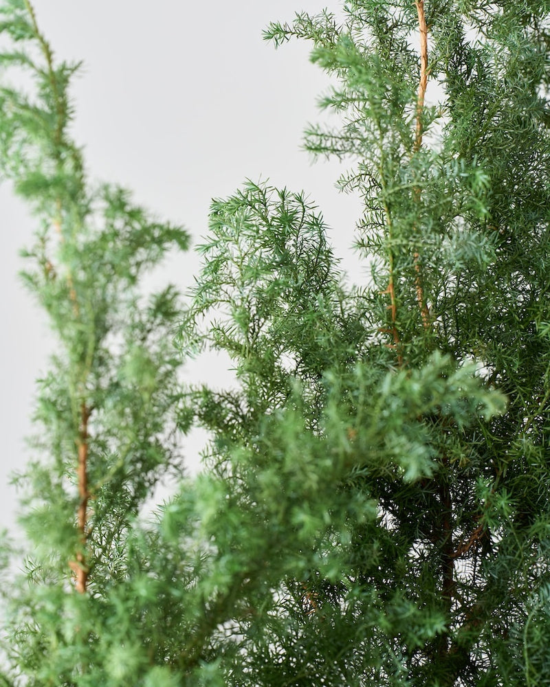 一年中ゆたかなグリーンを楽しめる針葉樹