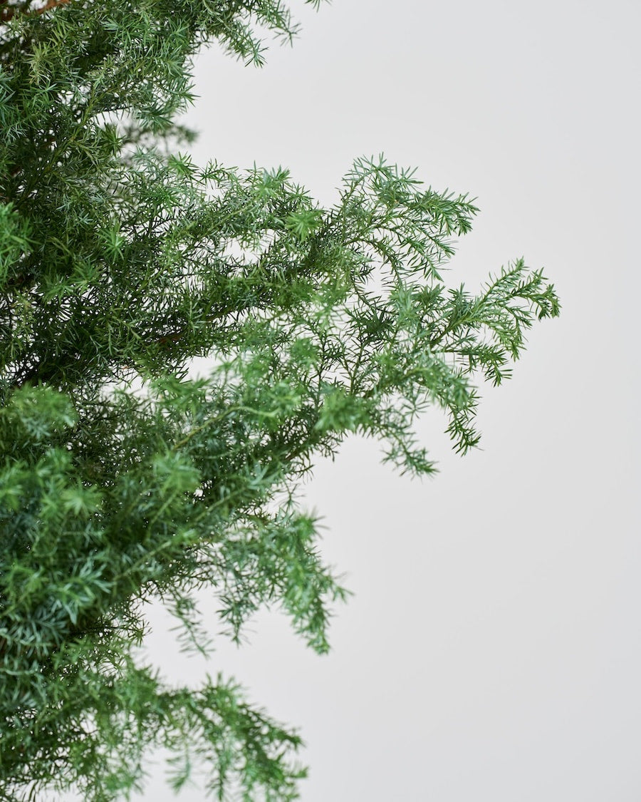 ［ドライフラワー］サツマ杉