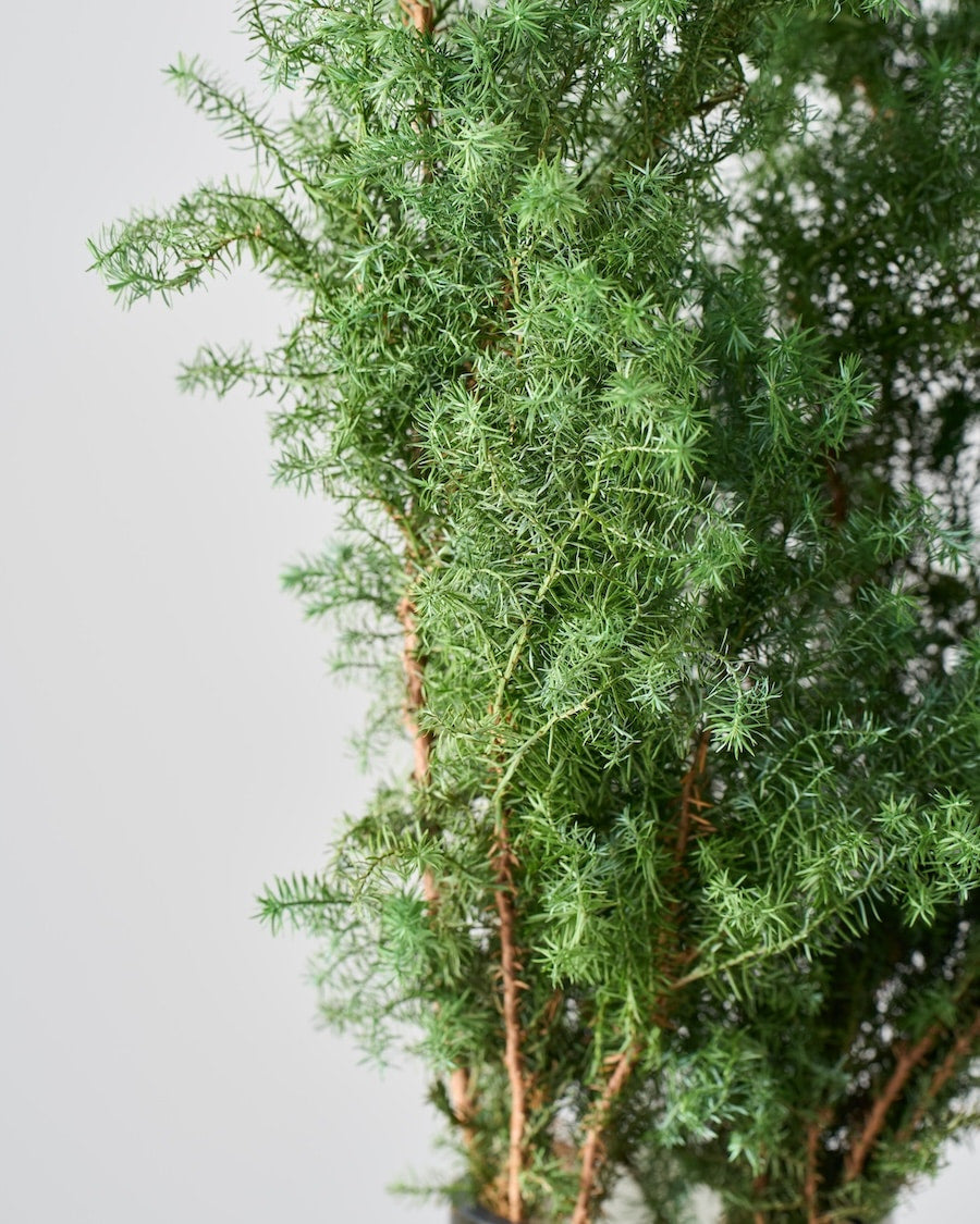 ［ドライフラワー］サツマ杉