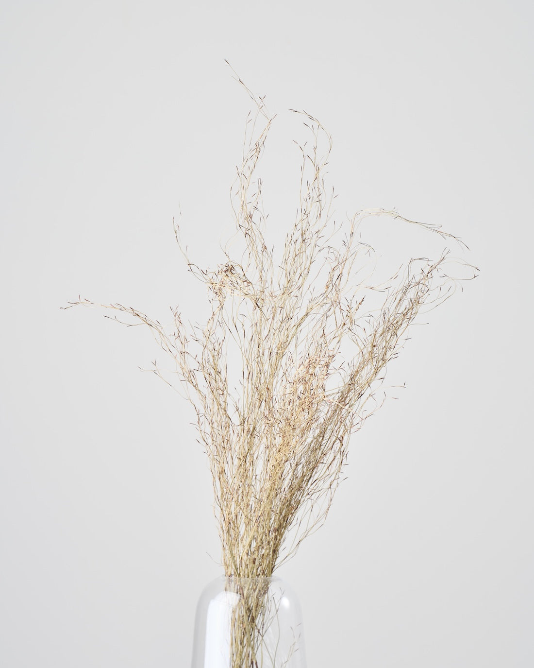 ［ドライフラワー］エミューファン