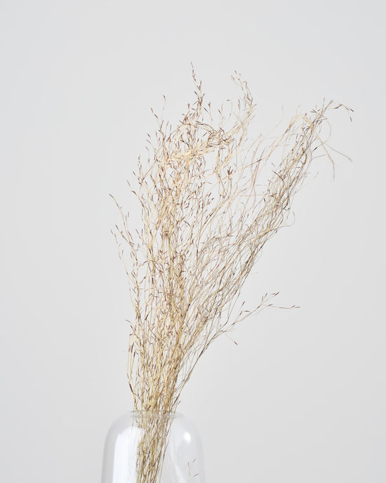 ［ドライフラワー］エミューファン