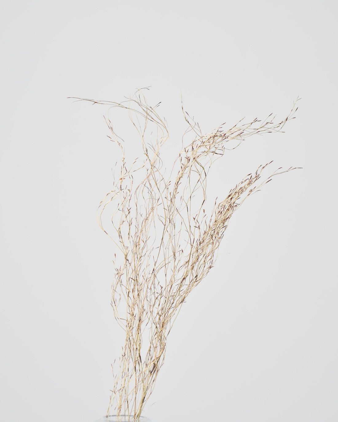 ［ドライフラワー］エミューファン