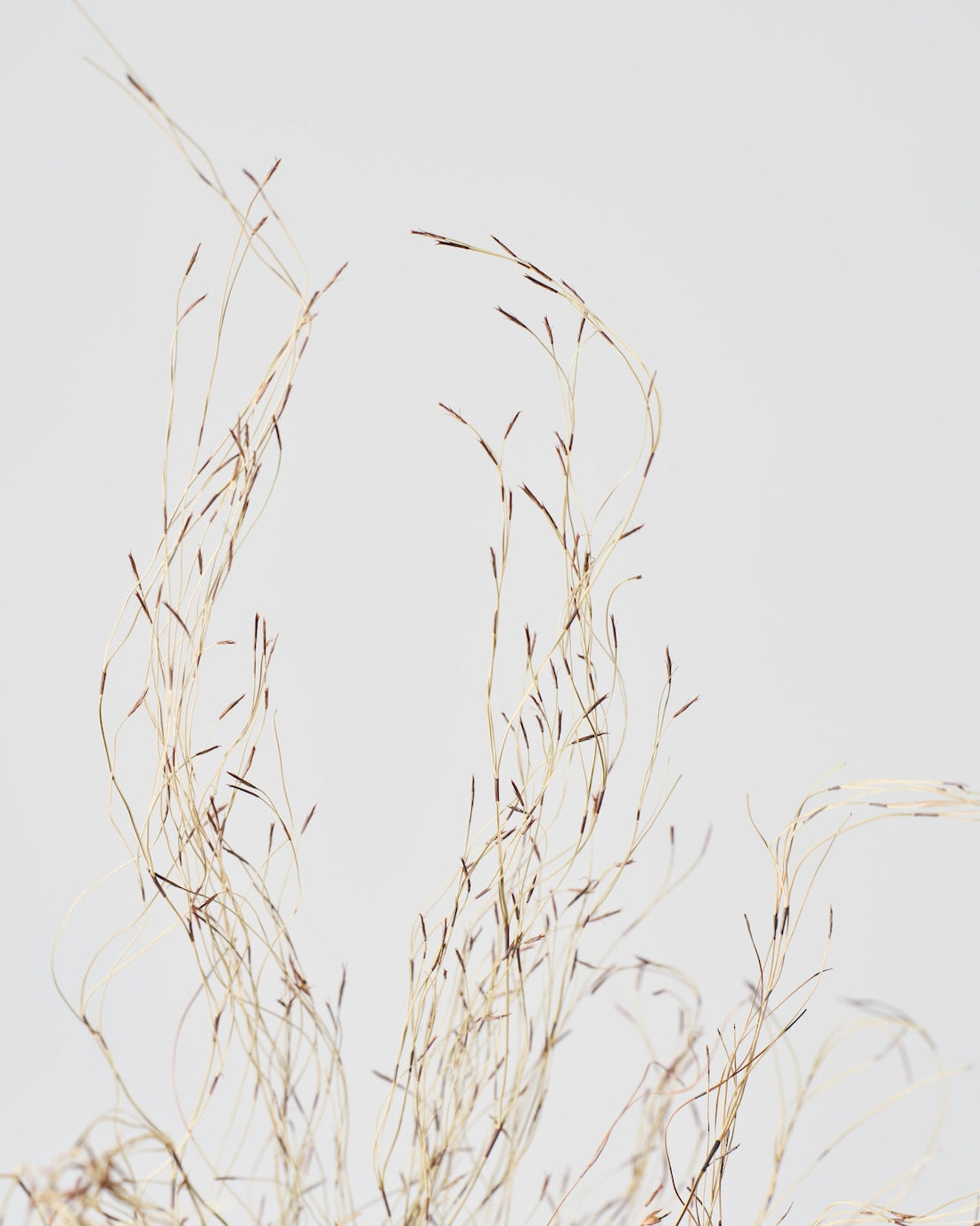 ［ドライフラワー］エミューファン