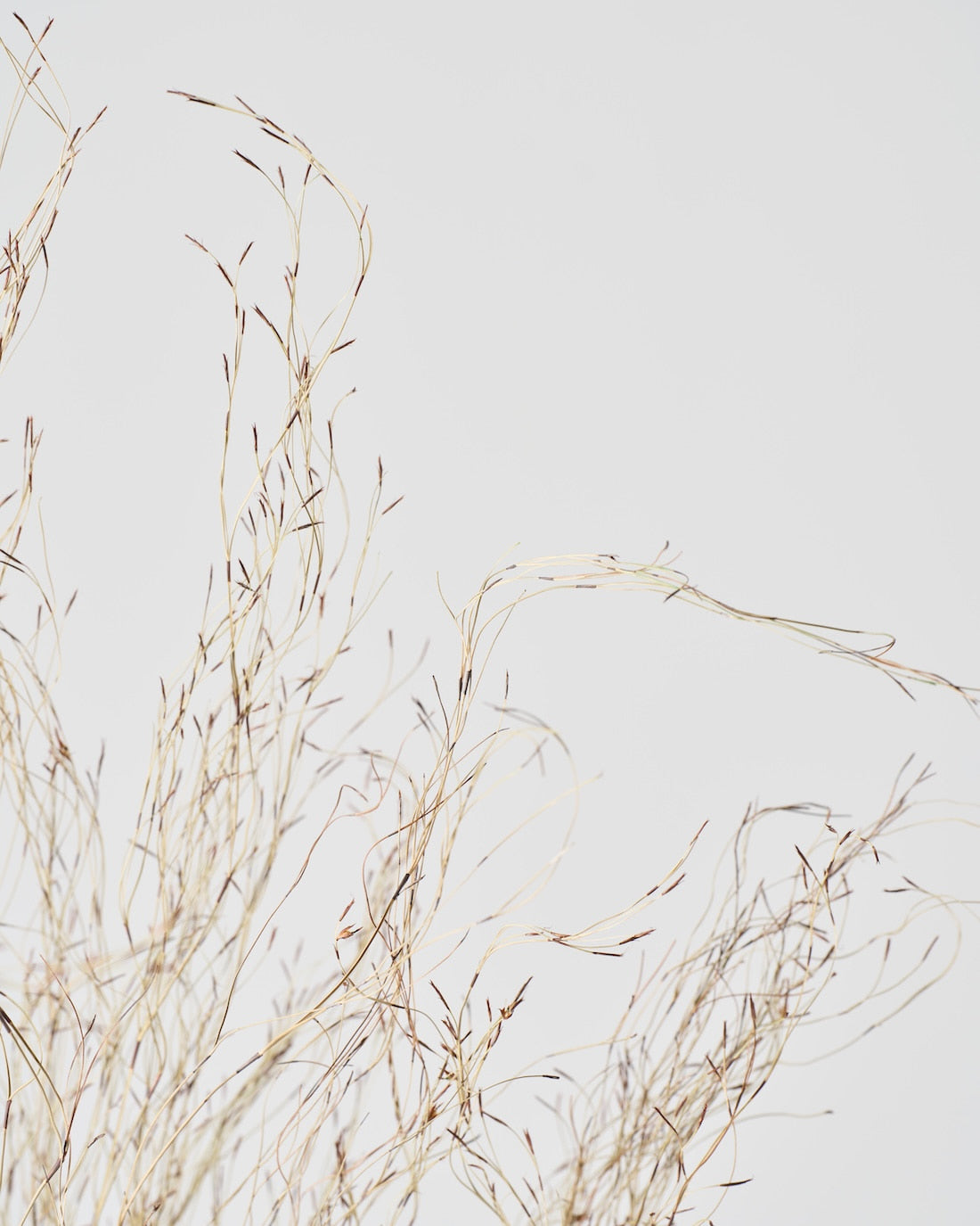 ［ドライフラワー］エミューファン