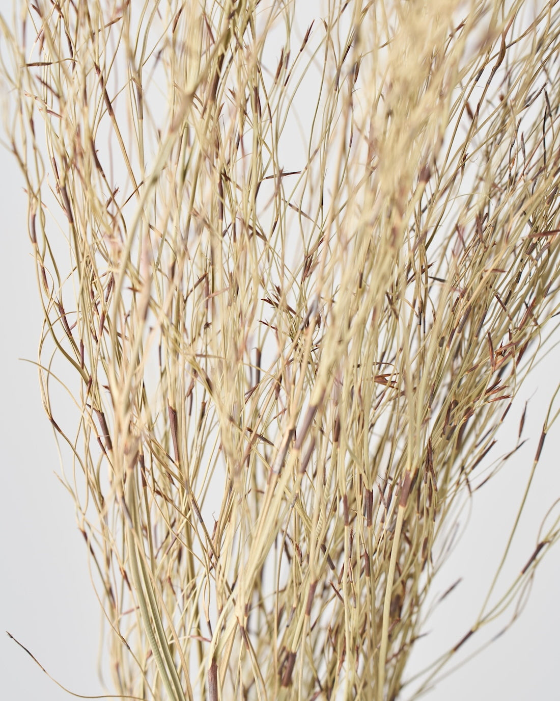 ［ドライフラワー］エミューファン