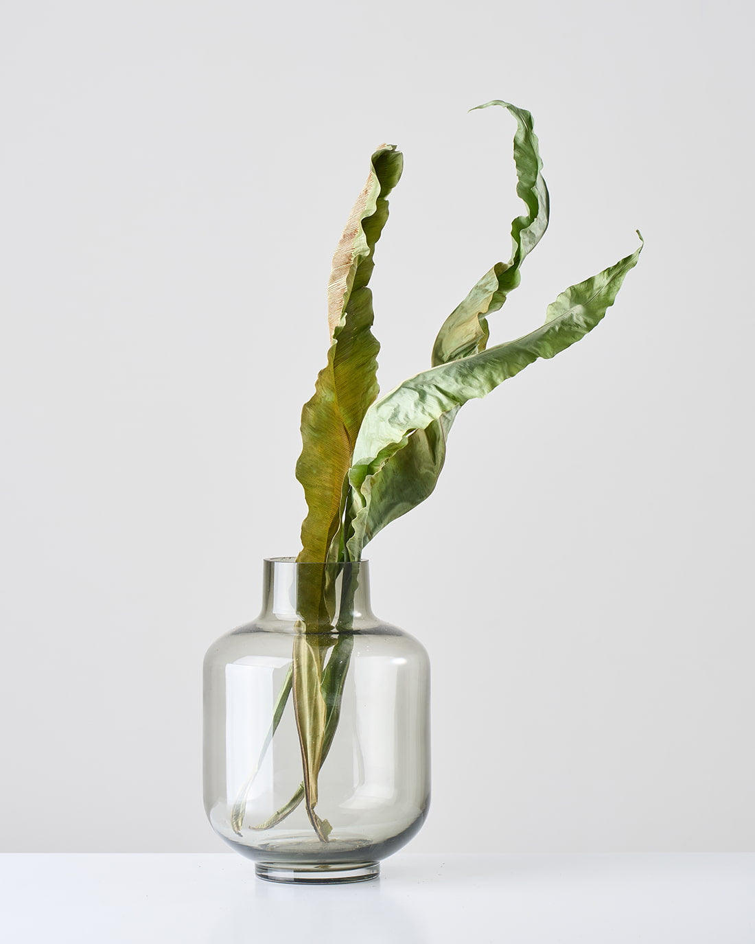 新着・再入荷 │ 土と風の植物園