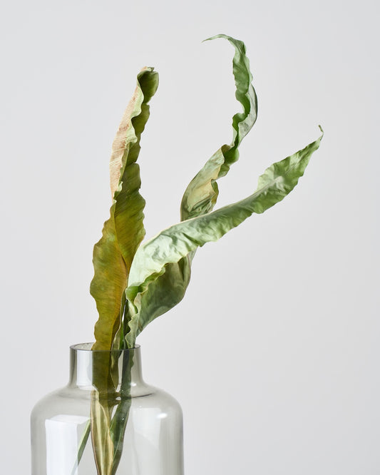 ［ドライフラワー］オオタニワタリ