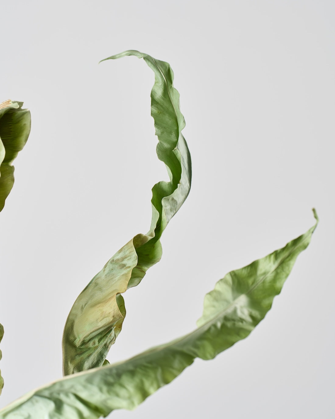 ［ドライフラワー］オオタニワタリ