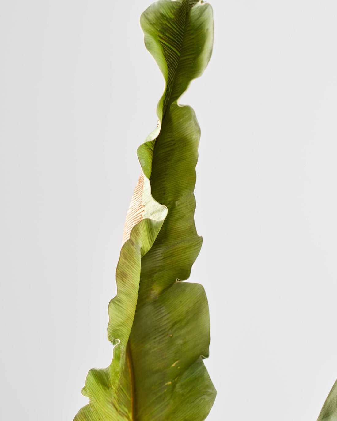 ［ドライフラワー］オオタニワタリ