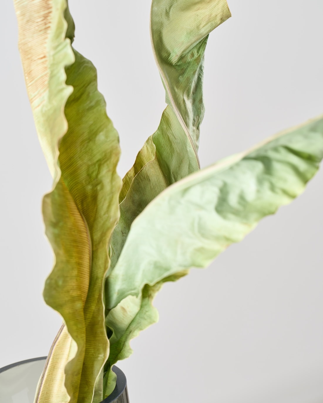 ［ドライフラワー］オオタニワタリ