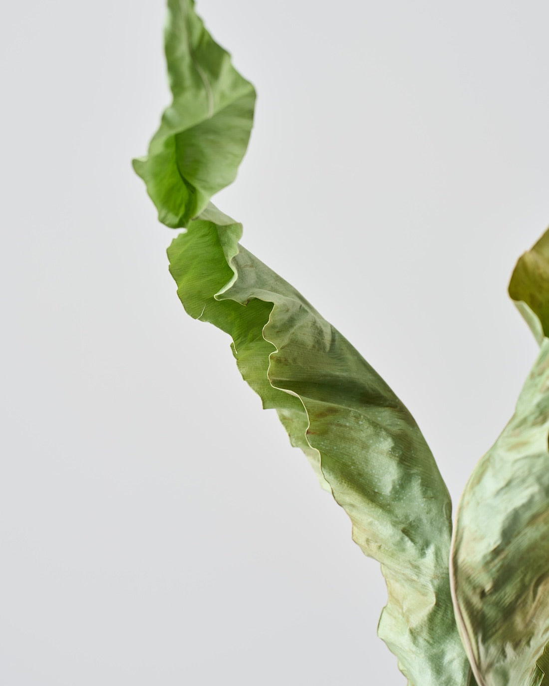 ［ドライフラワー］オオタニワタリ