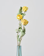 ［ドライフラワー］バラ カタリナ