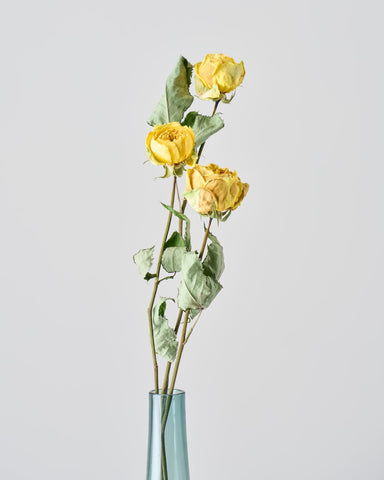【N.572】ハンドメイド　ブレスレット　ドライフラワー　薔薇　淡水パール　黄 ドライフラワー］バラ カタリナ 商品ページ - 土と風の植物園
