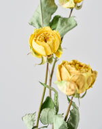 ［ドライフラワー］バラ カタリナ